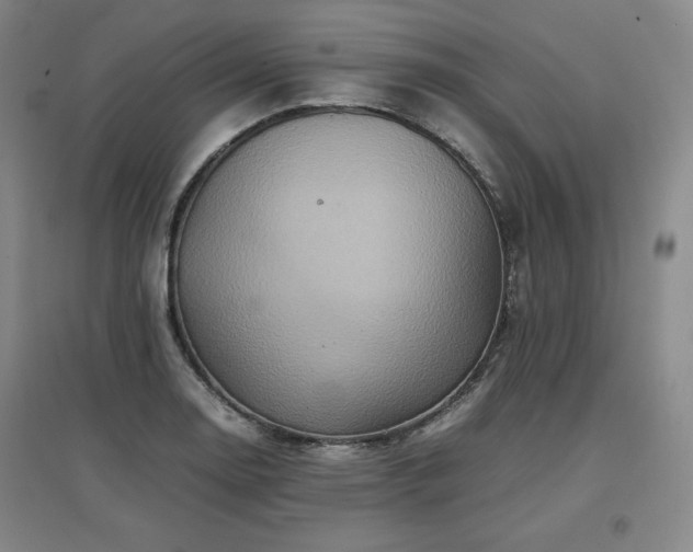 X0000097481130200802221346