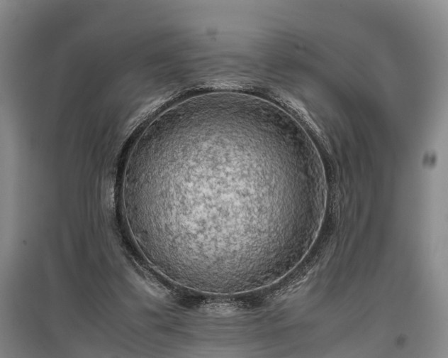 X0000097480299200802291405