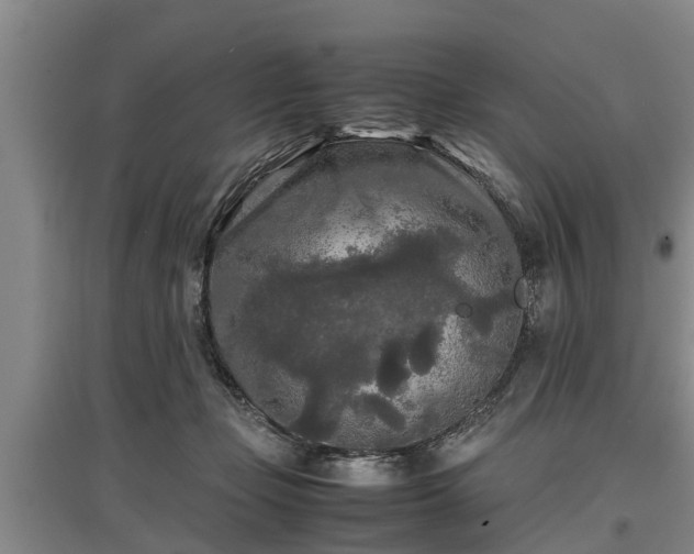 X0000097480365200802291404