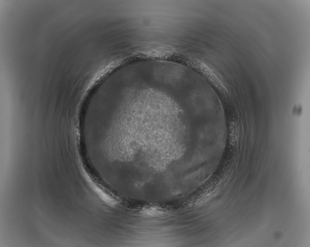 X0000097480634200802291359