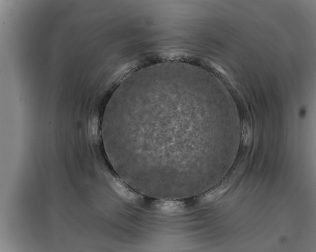 X0000097480670200802291359