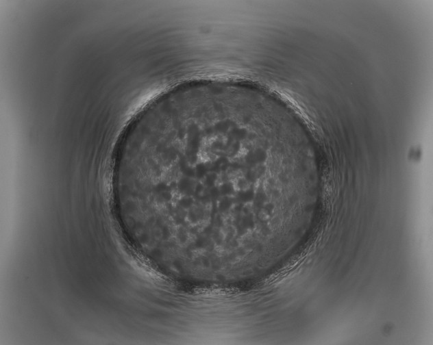 X0000097480679200802291358