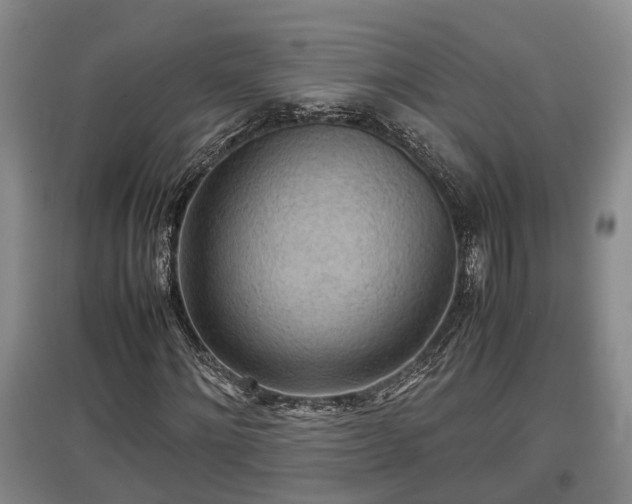 X0000097480868200802291356