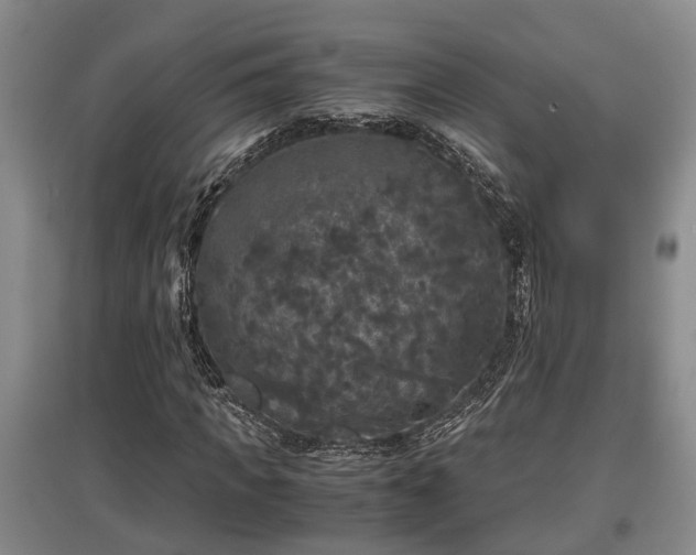 X0000097480917200802291355
