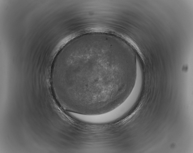 X0000097480930200802291355
