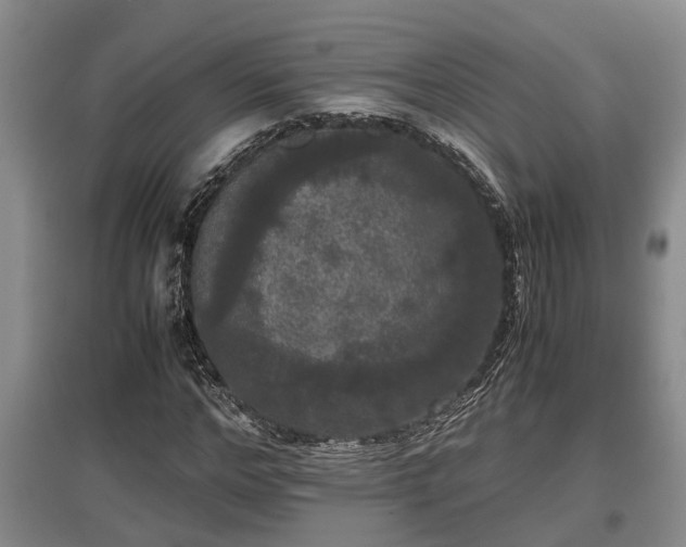X0000097480968200802291354