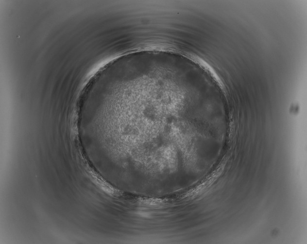 X0000097481019200802291353