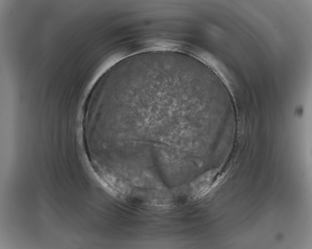 X0000097481235200802291351