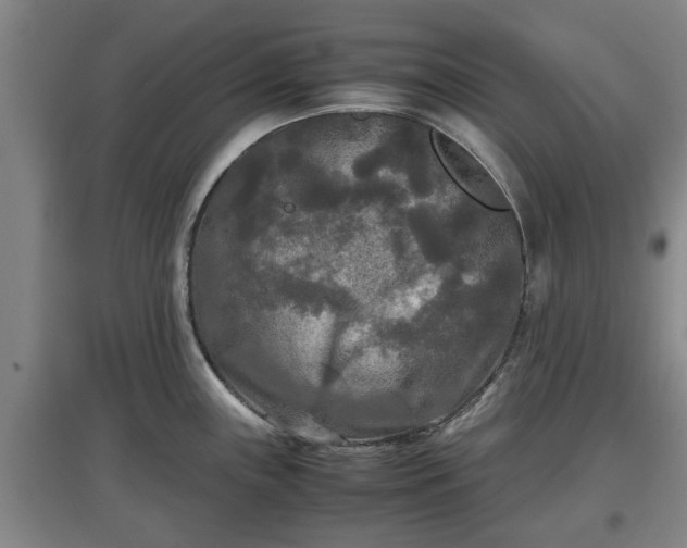 X0000097481243200802291351