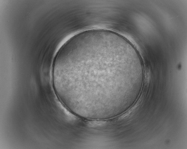 X0000097481294200802291350