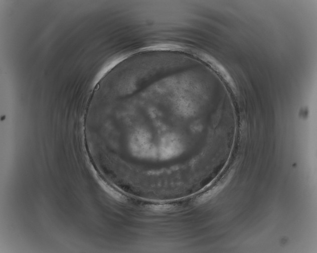 X0000097481425200802291348