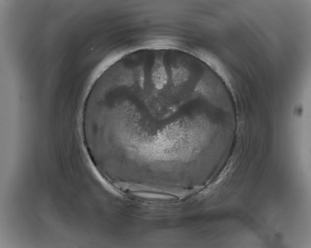 X0000097481429200802291348