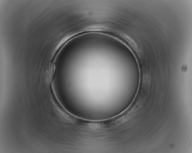 X0000097481465200802291347
