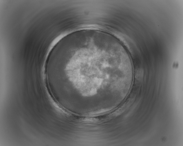 X0000097481466200802291347