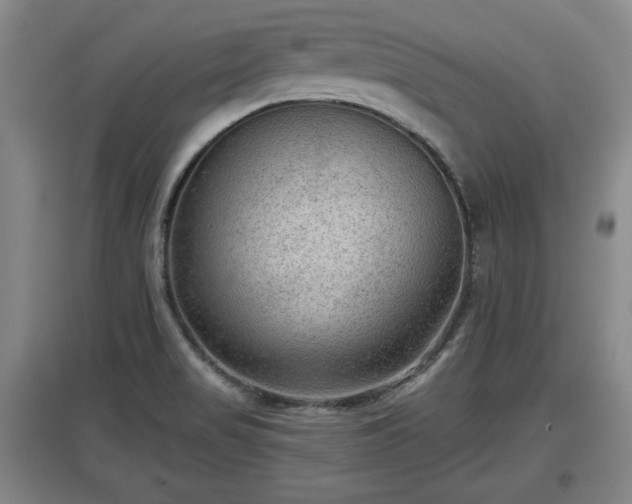 X0000097481517200802291346