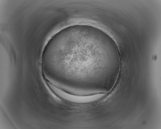X0000097481525200802291346