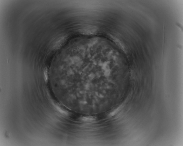 X0000097480069200803071726