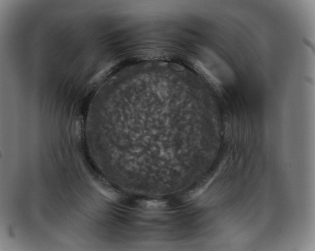 X0000097480165200803071724