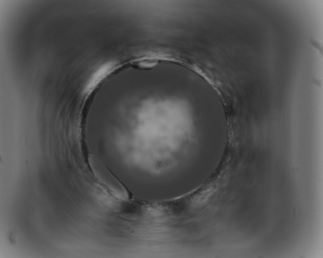 X0000097480199200803071724