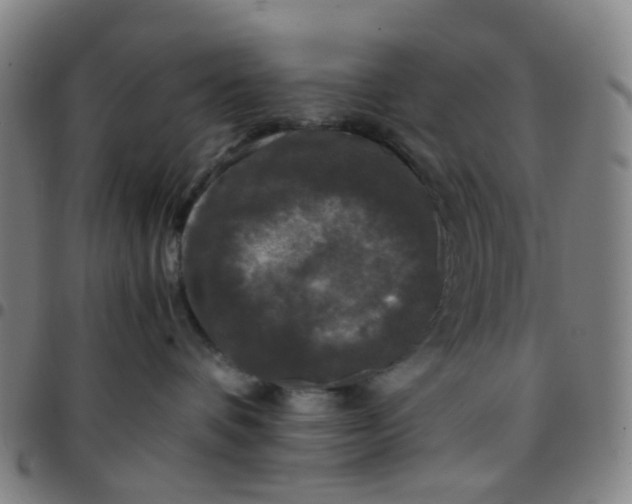 X0000097480336200803071722