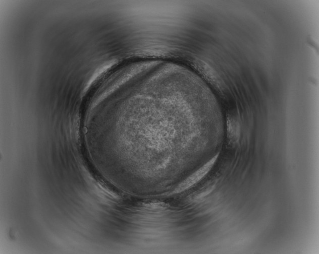 X0000097480396200803071721