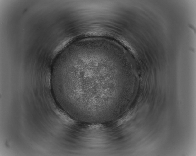 X0000097480446200803071720