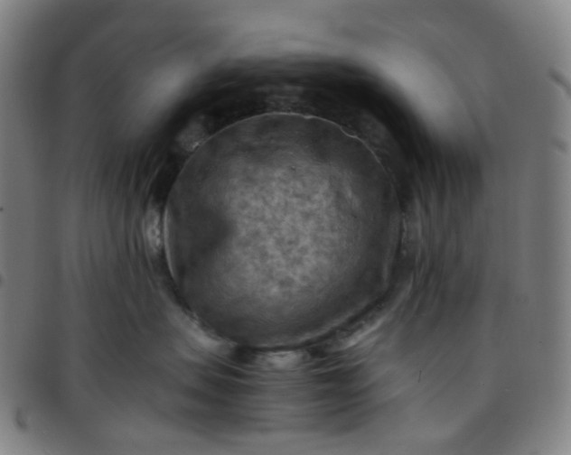 X0000097480479200803071721