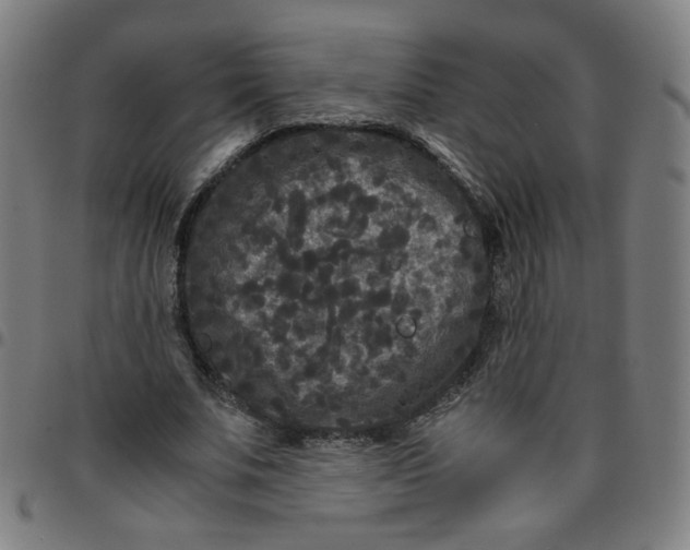 X0000097480679200803071717