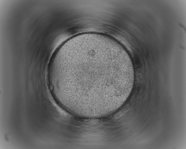 X0000097480991200803071712