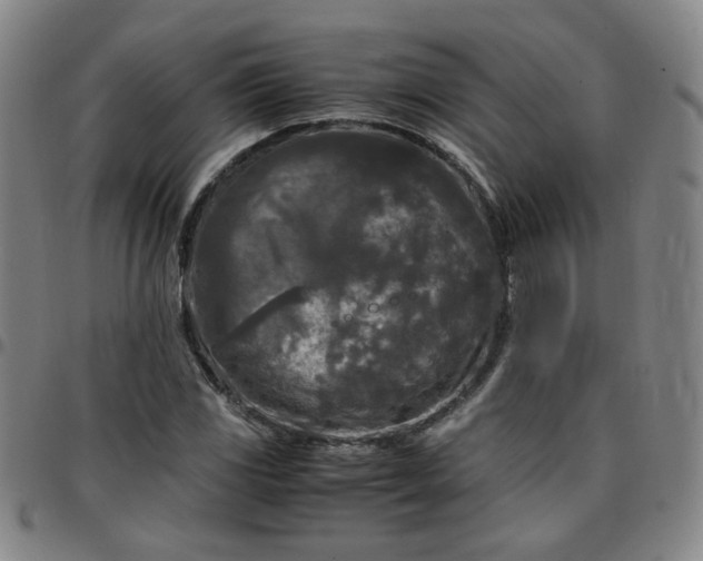 X0000097481117200803071710