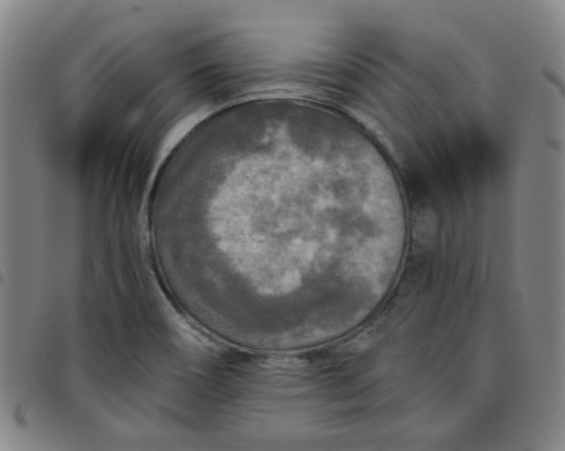 X0000097481466200803071705