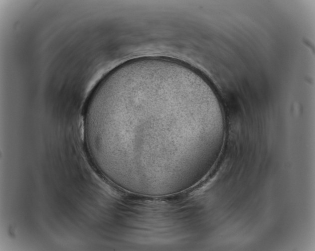 X0000097481509200803071704