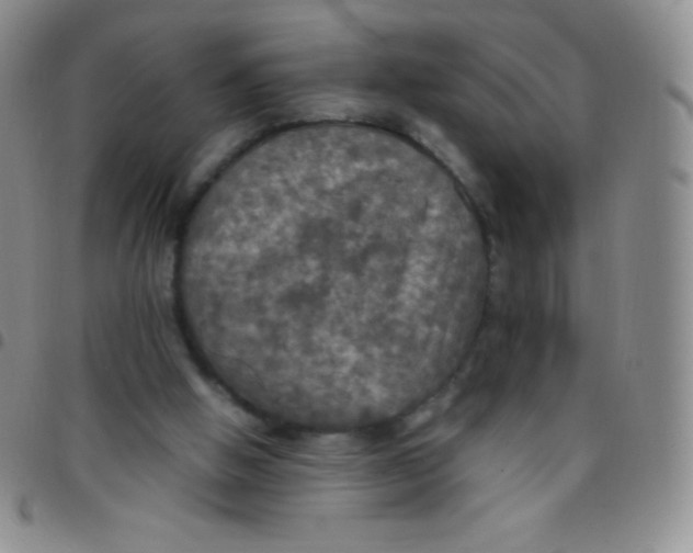 X0000097480058200803141944