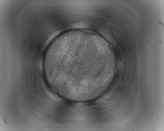 X0000097480064200803141944