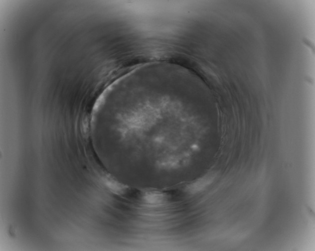 X0000097480336200803141940