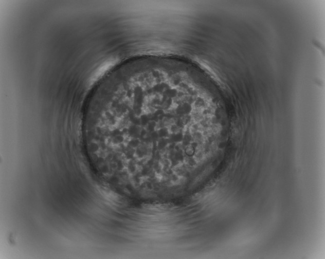 X0000097480679200803141935