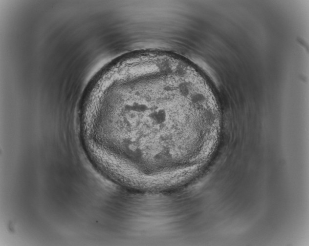 X0000097480983200803141931