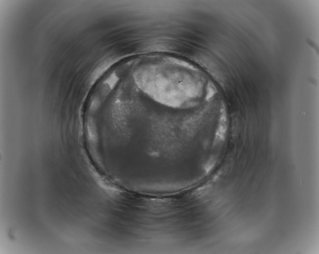 X0000097481031200803141930