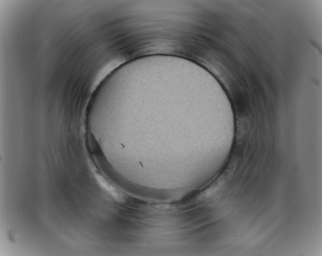 X0000097481042200803141930