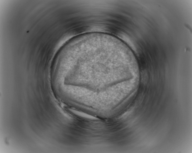 X0000097481043200803141930