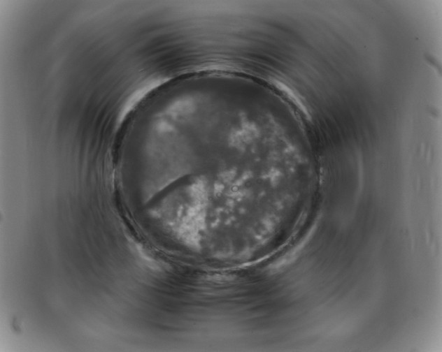 X0000097481117200803141929