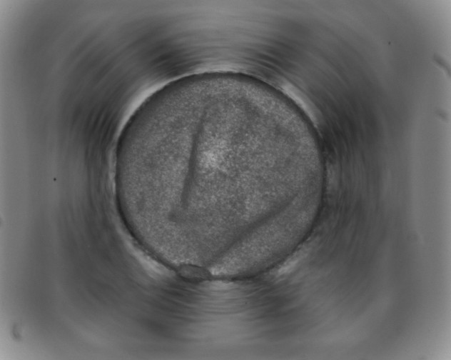 X0000097481124200803141929