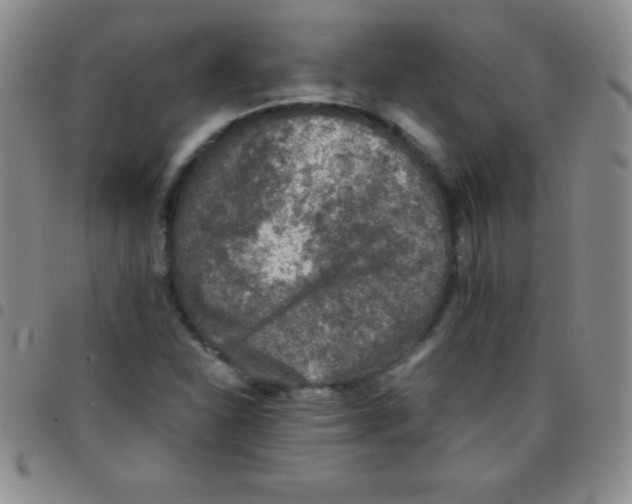 X0000097481310200803141926