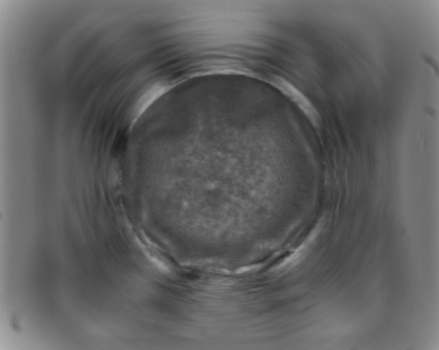 X0000097481385200803141925