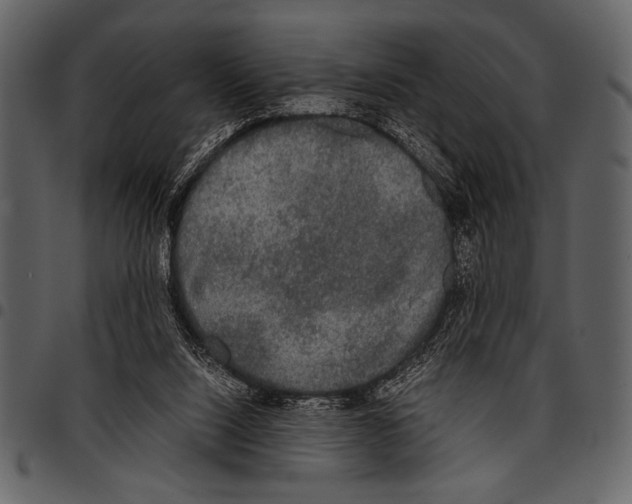 X0000097480064200803201518