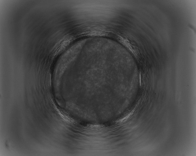 X0000097480205200803201516