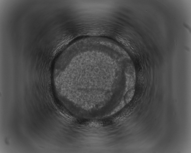 X0000097480303200803201515