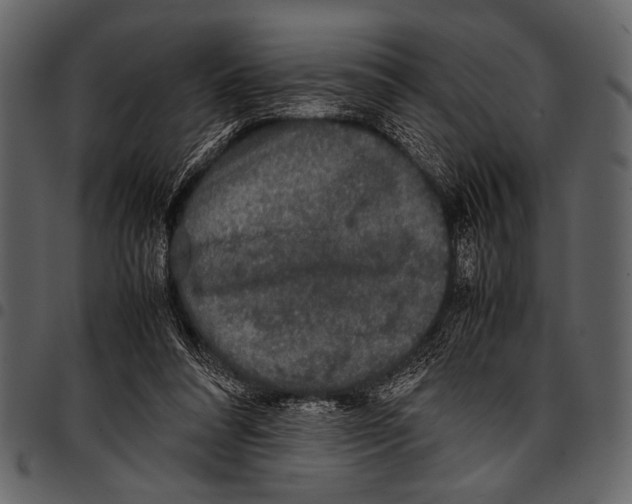 X0000097480304200803201515