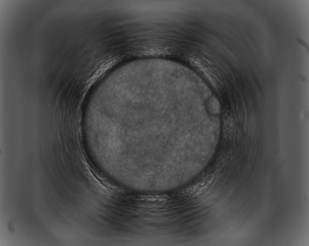 X0000097480443200803201512