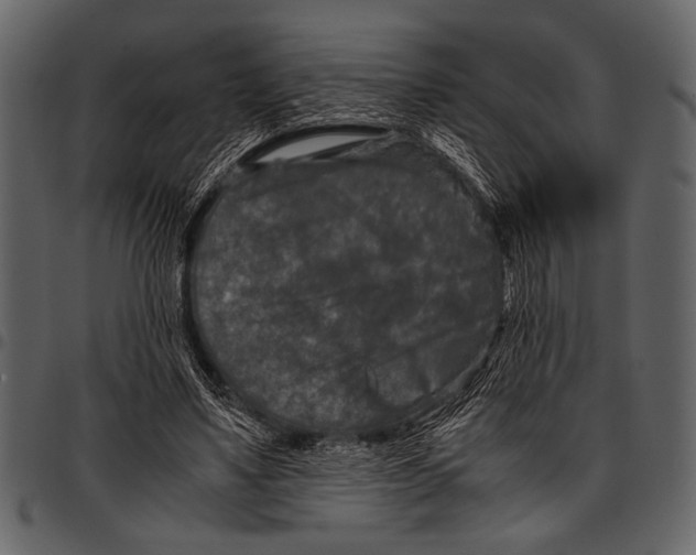 X0000097480491200803201512